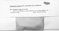 Rosellinia aquila image